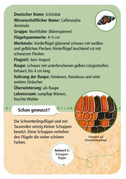 Moses Expedition Natur 50 Heimische Schmetterlinge - Image 3